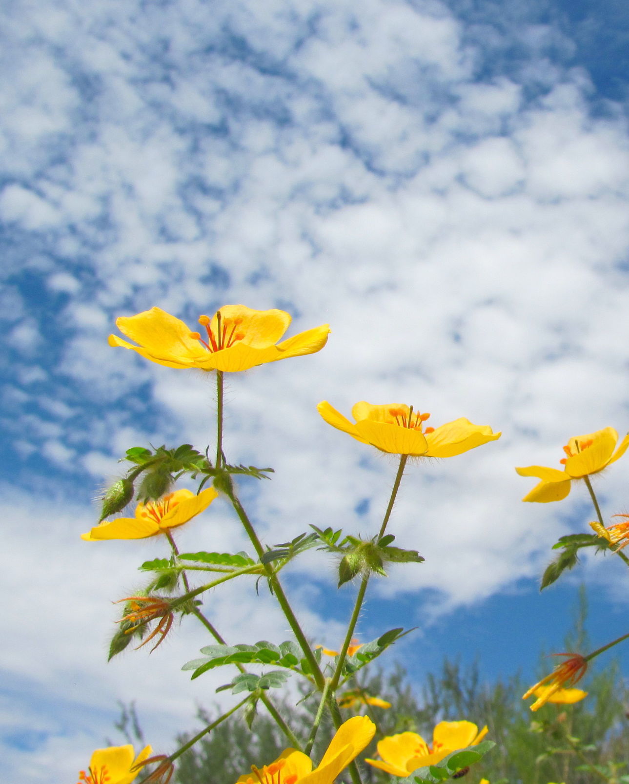 Summer poppies and sky